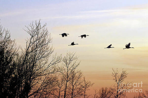 Fall Photograph - Fall Migration Sunset In Crex Meadows by Natural Focal Point Photography