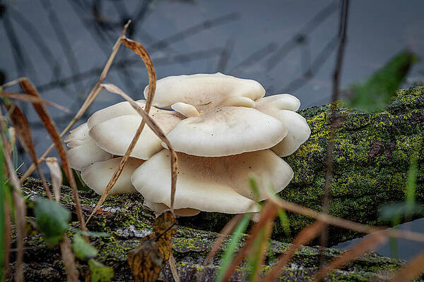 Nature Wall Art featuring the photograph Fall Mushrooms_3495 by Mark Triplett