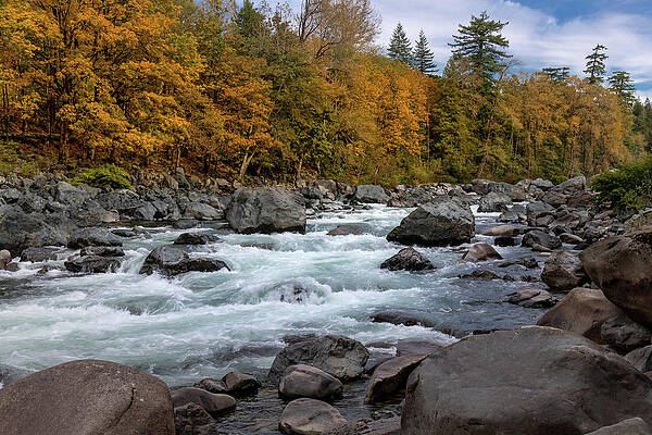 Tree Wall Art featuring the photograph Fall On The Skykomish River by Ed Clark