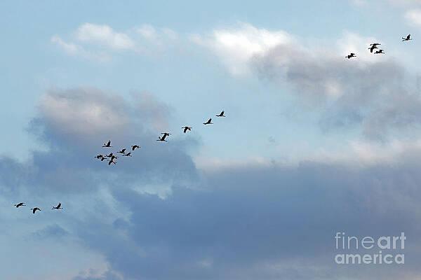 Fall Photograph - Fall Sandhill Migration At Dusk by Natural Focal Point Photography