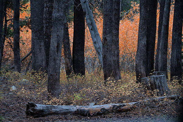 Tree Photograph - Guarding Fall Colors Of Mammoth Lakes, California by Bonnie Colgan