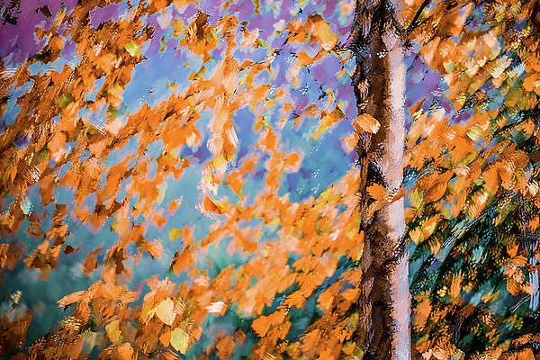 Tree Photograph - Fall Splendour 3 by Ursula Abresch