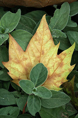 Wall Art featuring the photograph Fall Time by Lisa Chorny