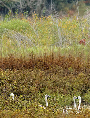 Fall Photograph - Fall Trumpeters by Natural Focal Point Photography