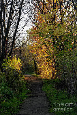 Fall Photograph - Fall Walk Into The Light by Natural Focal Point Photography