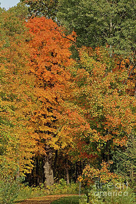 Fall Photograph - Fall Walking Path by Natural Focal Point Photography