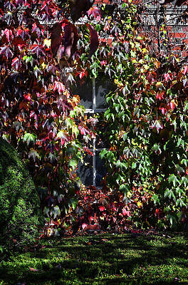Wall Art featuring the photograph Fall Window by Steven Nelson