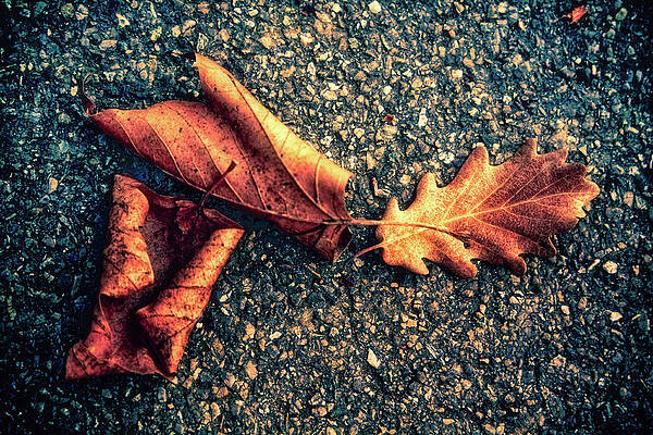 Autumn Leaves on Pavement Photograph