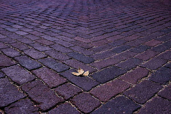 Wall Art featuring the photograph Fallen Leaf by American Landscapes