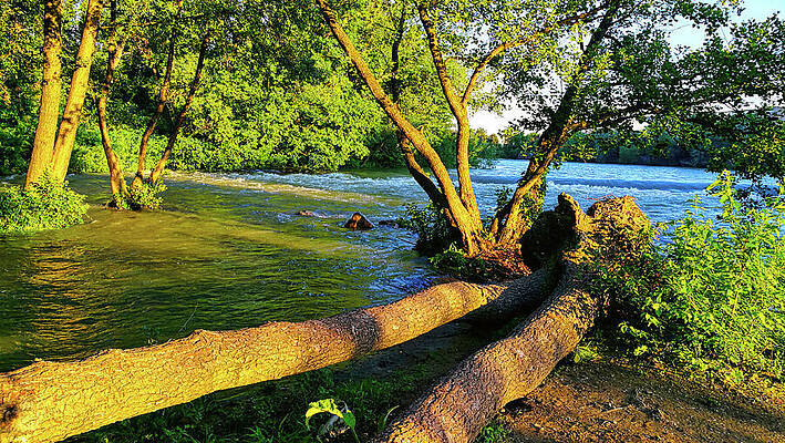 Photograph - Fallen Log And A Tree In The Sun Light On A River Island - Landscape Format Photo by Nicko Prints