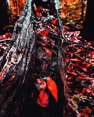 Tree Photograph - Fallen by Rich Kovach