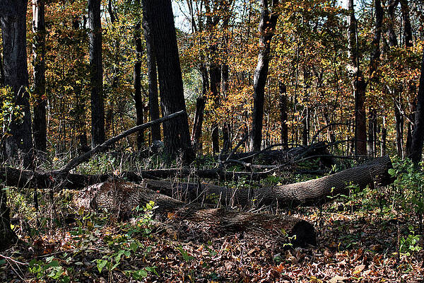 Wall Art featuring the photograph Fallen Timber by American Landscapes