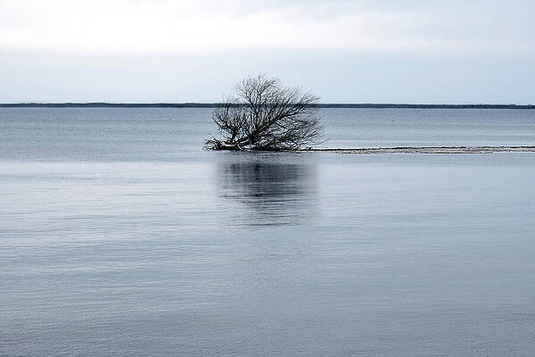 Michigan Photograph - Fallen Tree In Solitude by Vi Ray
