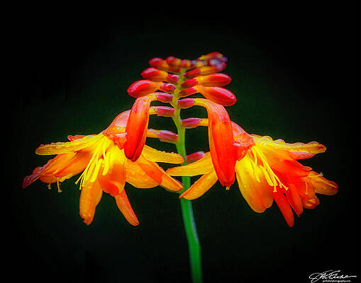 Vibrant Photograph - Falling Stars by Joe Fisher