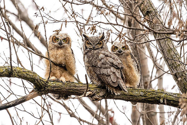 Beautiful Wall Art featuring the photograph Family by James Overesch