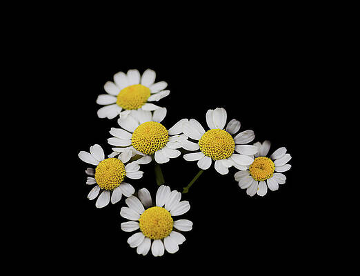 Vibrant Wall Art featuring the photograph Family Of Dasies by Nova Rae