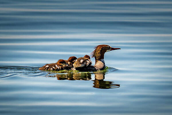 Reflection Wall Art featuring the photograph Family Taxi Service by Matt Halvorson