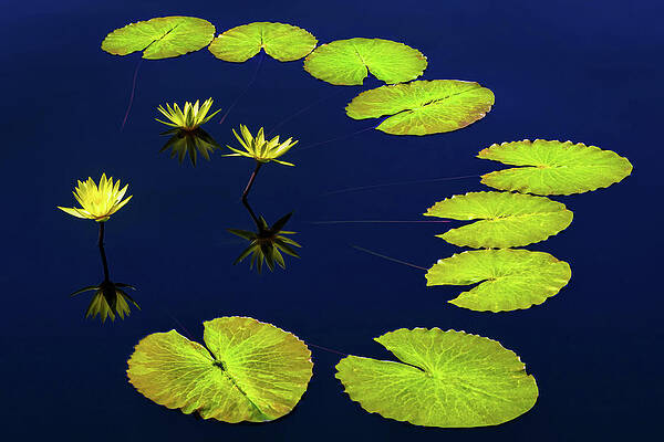 Yellow Wall Art featuring the photograph Family Ties by Elvira Peretsman