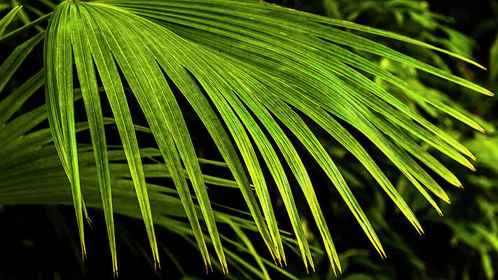 Sunlit Palm Frond Wall Art