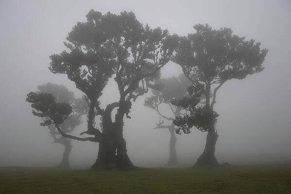 Dramatic Wall Art featuring the photograph Fanal Forest - Family by Charnwood Photography Fine Art