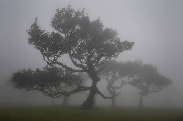 Dramatic Wall Art featuring the photograph Fanal Forest - Tolkien by Charnwood Photography Fine Art