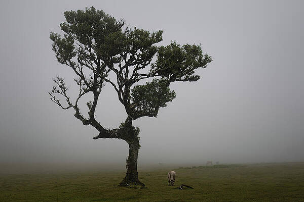Dramatic Wall Art featuring the photograph Fanal - Grazing by Charnwood Photography Fine Art