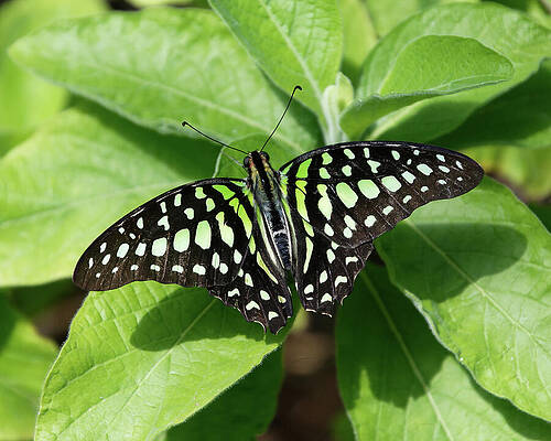 Vibrant Photograph - Fancy Fur Coat -- Vibrant Butterfly On Lush Leaves At Butterfly Wonderland In Phoenix, Arizona by Darin Volpe