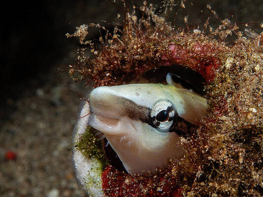 Fish Photograph - Fang Blenny by Brian Weber