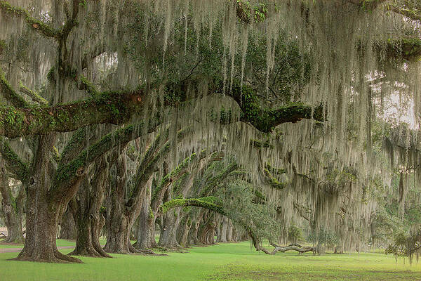 Serene Photograph - Fantasy Of Trees, South Carolina Low Country by Marcy Wielfaert