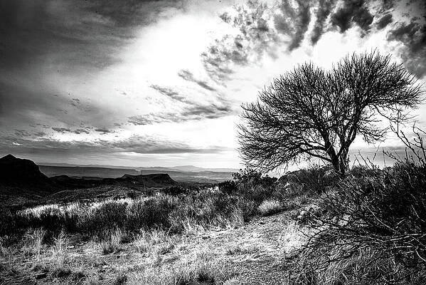 Wall Art featuring the photograph Far Tree It From Me by KC Hulsman