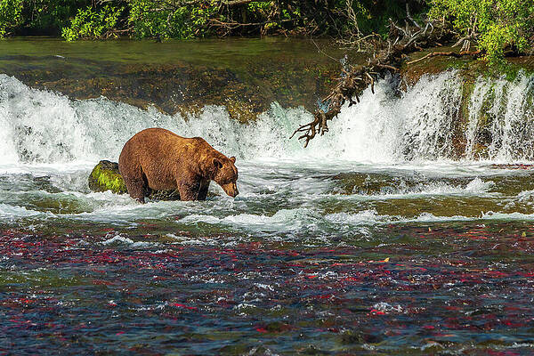Bear Fishing by the Waterfall Wall Art