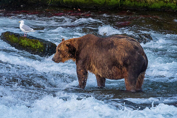 Bear and Seagull at the River Wall Art