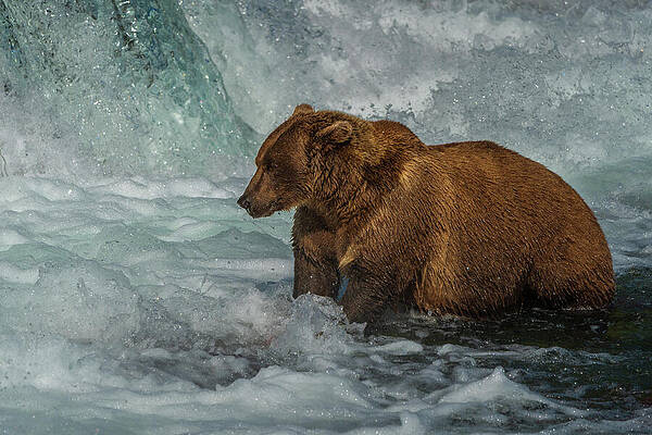 Brown Bear in Rapids Wall Art
