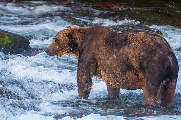 Grizzly Bear in River Wall Art