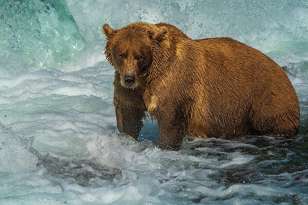 Bear Fishing in Rapids Wall Art