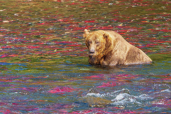 Bear Wades Among Colorful Fish Wall Art