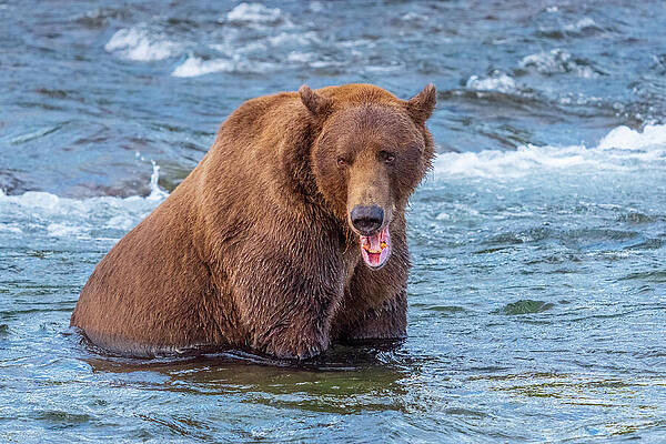 Grizzly Bear in Flowing River Wall Art