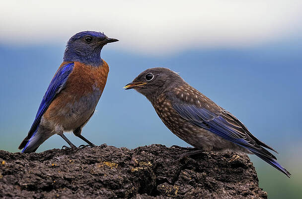 Wall Art featuring the photograph Father And Baby Bluebird by Jean Noren