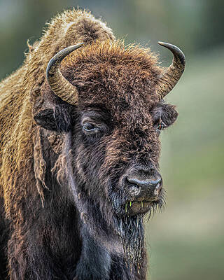 National Parks Wall Art featuring the photograph Father Figure by Tim Lyden