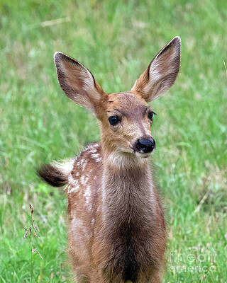 Deer Photograph - Fawn by Shirley Dutchkowski