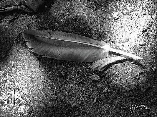 Photograph - Feather by David McKinney
