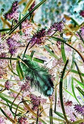 Wall Art featuring the photograph Feather In The Wetlands by Bruce Block