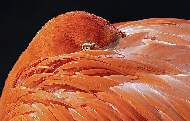 Background Photograph - Feather Pillow by Gina Fitzhugh