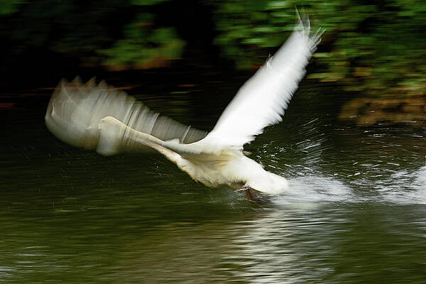 Wall Art featuring the photograph Feathered Illusion by Gina Fitzhugh