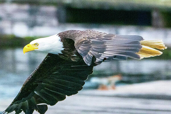 Wall Art featuring the photograph Feathers by Harry Banks
