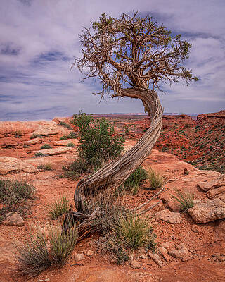Nature Photograph - February 2020 Lone Tree by Alain Zarinelli