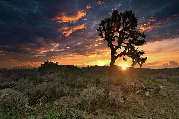 Nature Photograph - February 2024 Joshua Tree Sunrise Revisited by Alain Zarinelli