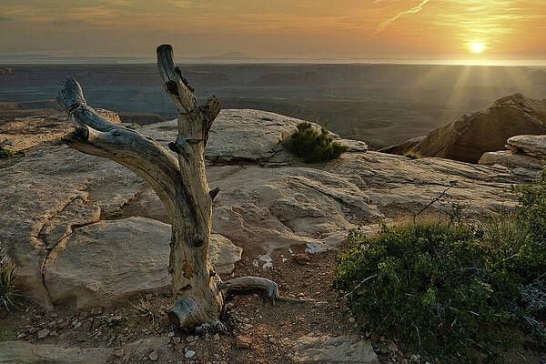 Horizon Wall Art featuring the photograph February 2025 Lone Tree Sunset by Alain Zarinelli