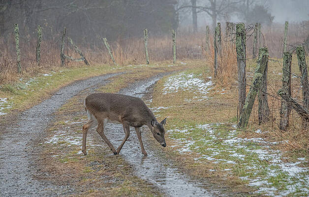Deer Walking on a Misty Path Wall Art