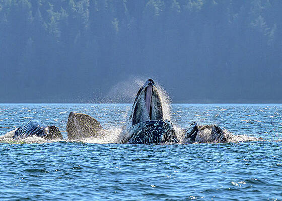 Wildlife Photograph - Feeding Frenzy by Maryanne Keeling